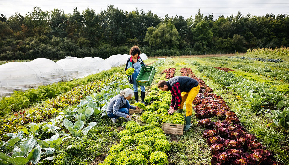 A family harvesting their organic crops by hand on a farm together.
