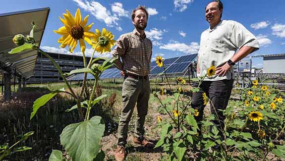 Photo of two men standing in a field of yellow wildflowers. Ground-mounted solar panels are visible behind them.