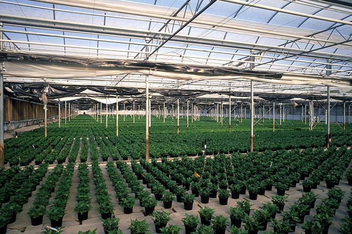 Photo of indoor farming with green plants.
