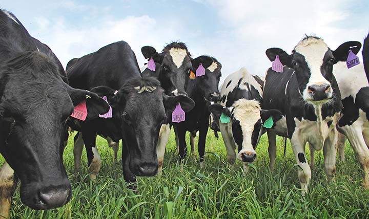 Photo of a group of cows eating grass and looking into the camera lens.