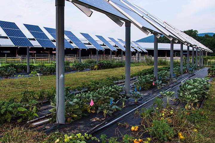 Photo of solar panels with green grass and vegetables growing underneath.